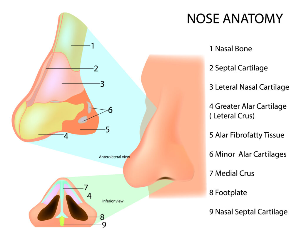 How to Make Sure You Have a Successful Rhinoplasty | Specialty Care ...