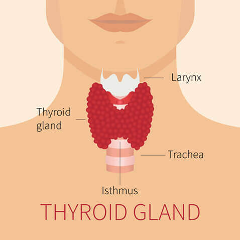 Thyroid gland diagram
